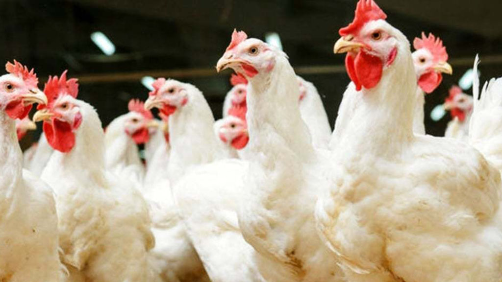 lower chicken prices drag weekly inflation lower