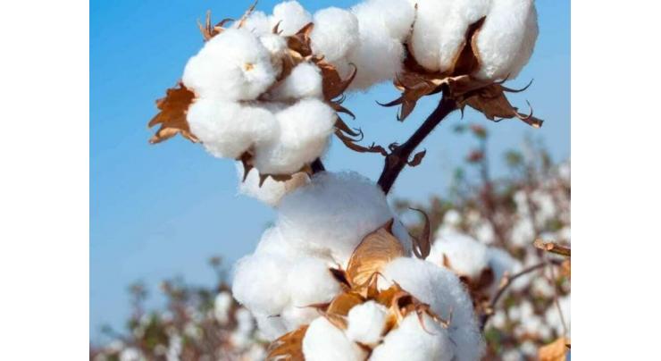 cotton production