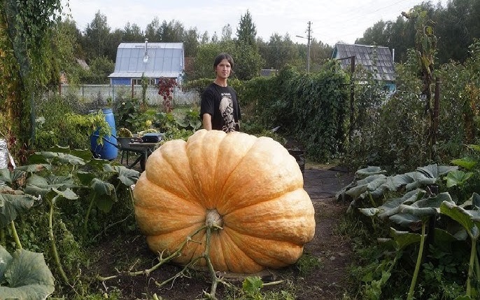 Record-breaking pumpkin weighs in at 817 kg in Russia