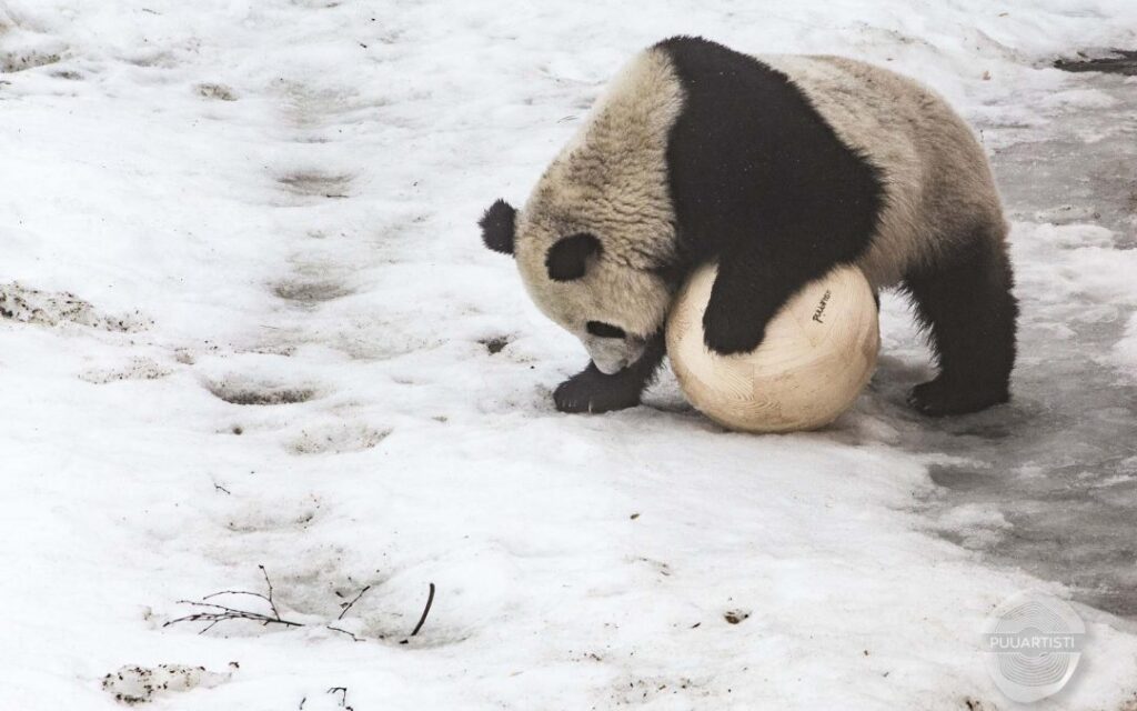 Finland will return two giant pandas to China more than 8 years ahead of time, as the zoo where they live can no longer afford their upkeep