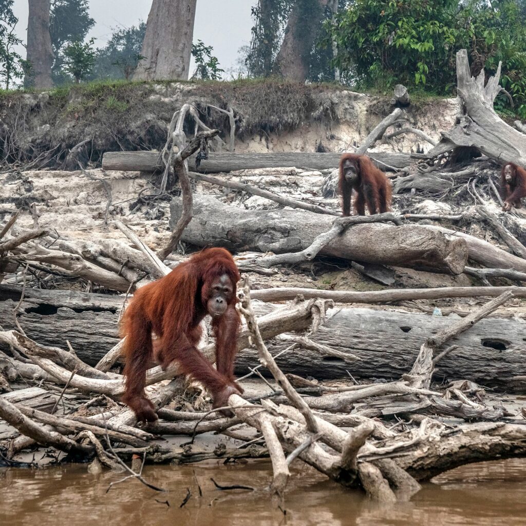 Dying coral reefs, rainforests transforming into savannas, grasslands turning into deserts – these are ecosystem “tipping points”, boundary lines we’re desperate not to cross.