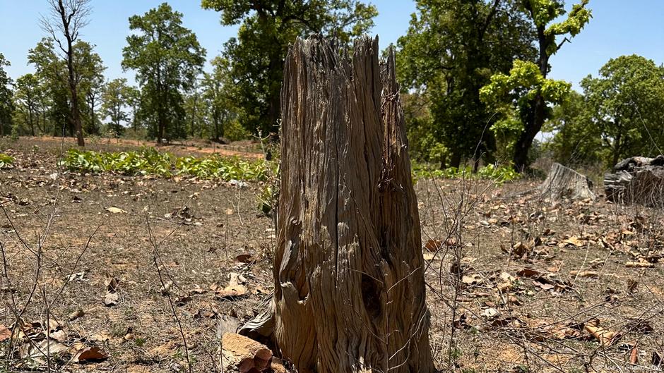 A report has revealed that an area of forest the size of Latvia was lost to deforestation last year.