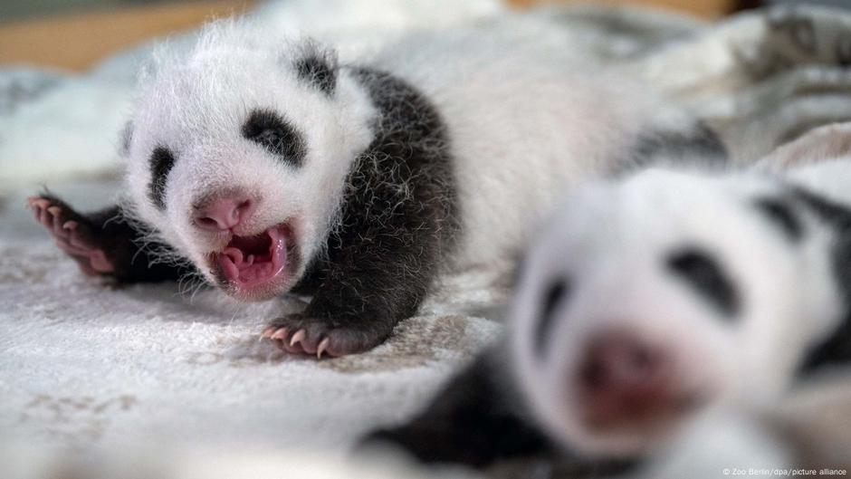Berlin Zoo says the panda twins born in August have opened their eyes for the first time, on exactly the schedule you'd typically expect.