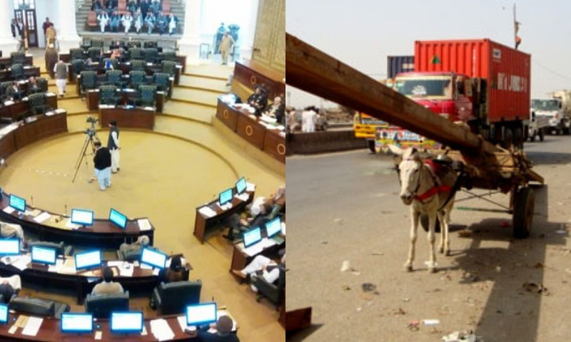 KP animal rights bill