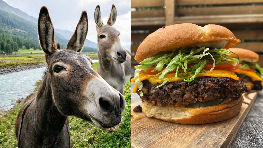 Pakistani donkey burger