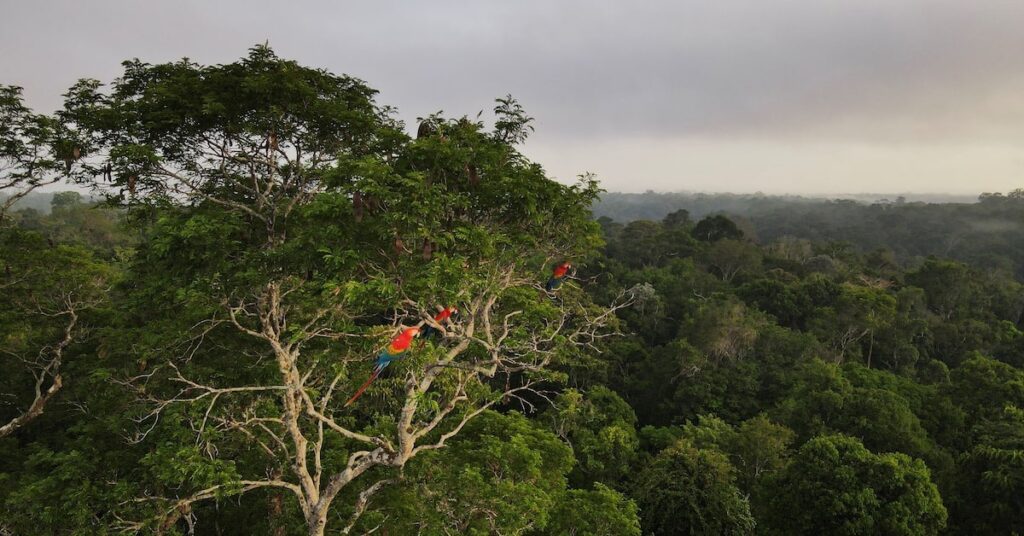 Joe Biden will visit the Brazilian Amazon while US is likely to see a dramatic change in climate policy under President-elect Donald Trump.