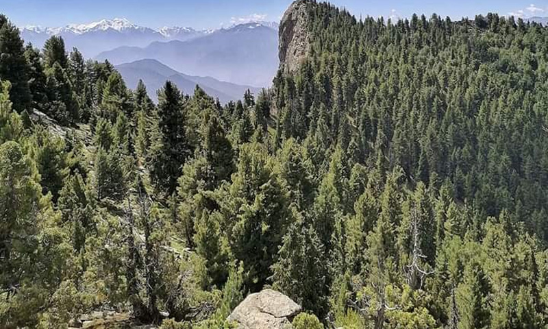 700,000 trees in Diamer