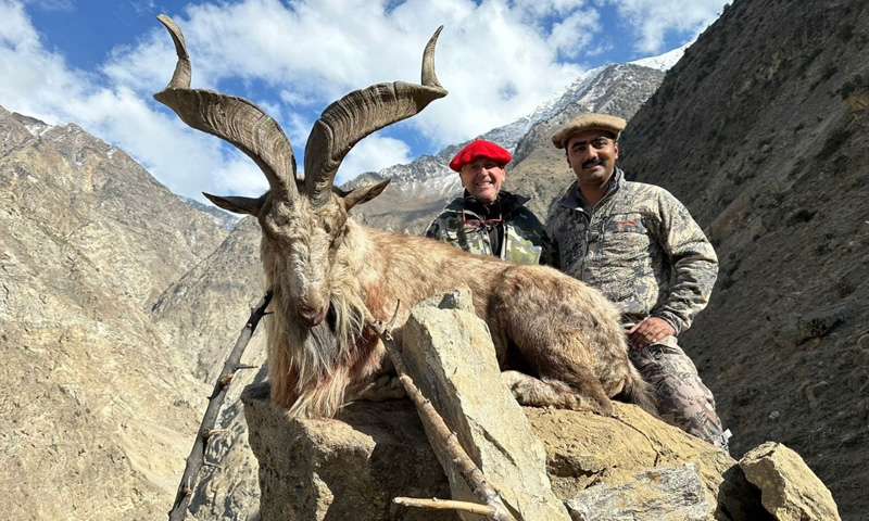 Astore markhor