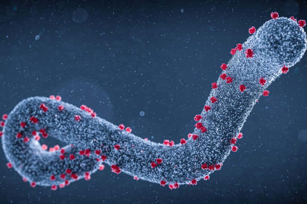 The World Health Organisation said a suspected outbreak of the deadly Marburg virus in Tanzania had killed eight people.