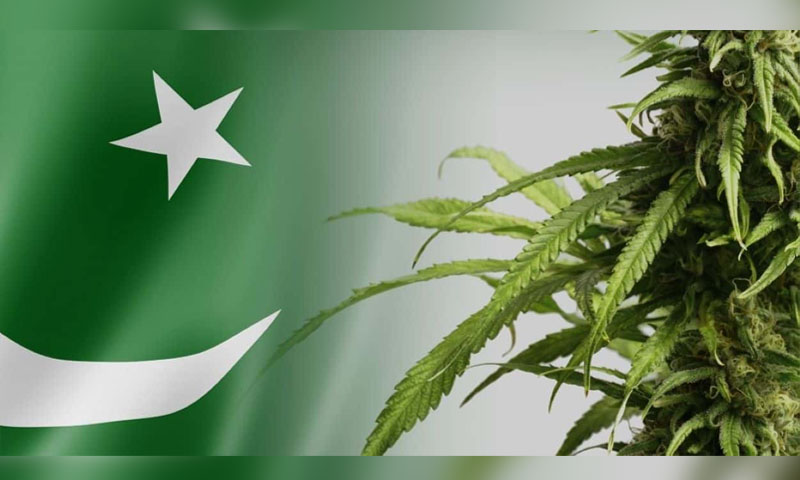 Cannabis Control Authority