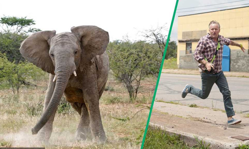 Elephant kills visitor