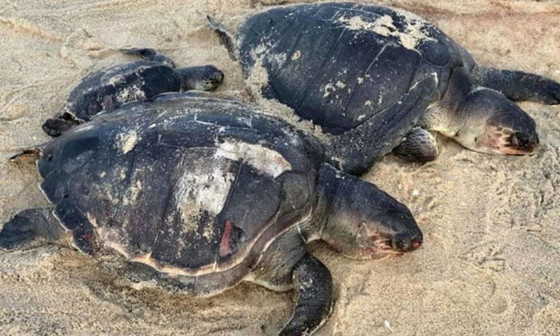 dead turtles