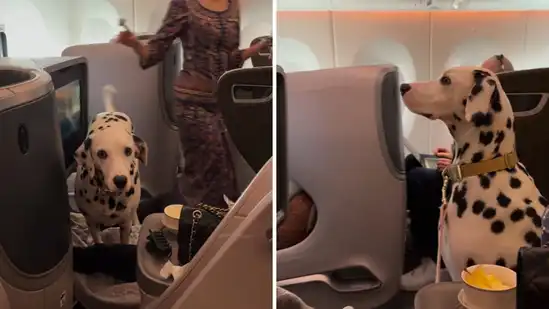 dalmatian flies business class