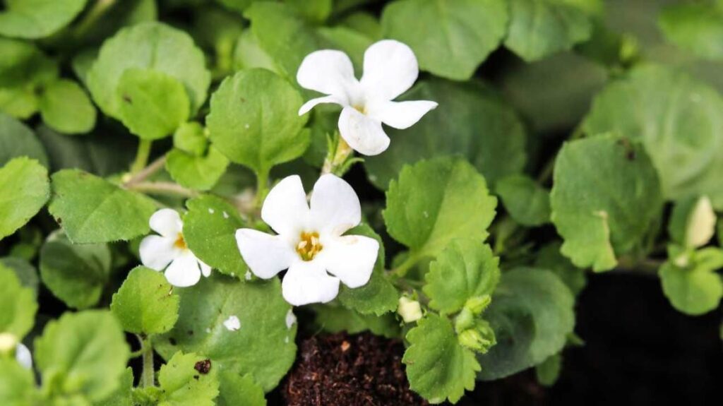 A new study which concluded that ingesting bacopa brought significant improvements in both memory and cognition skills.