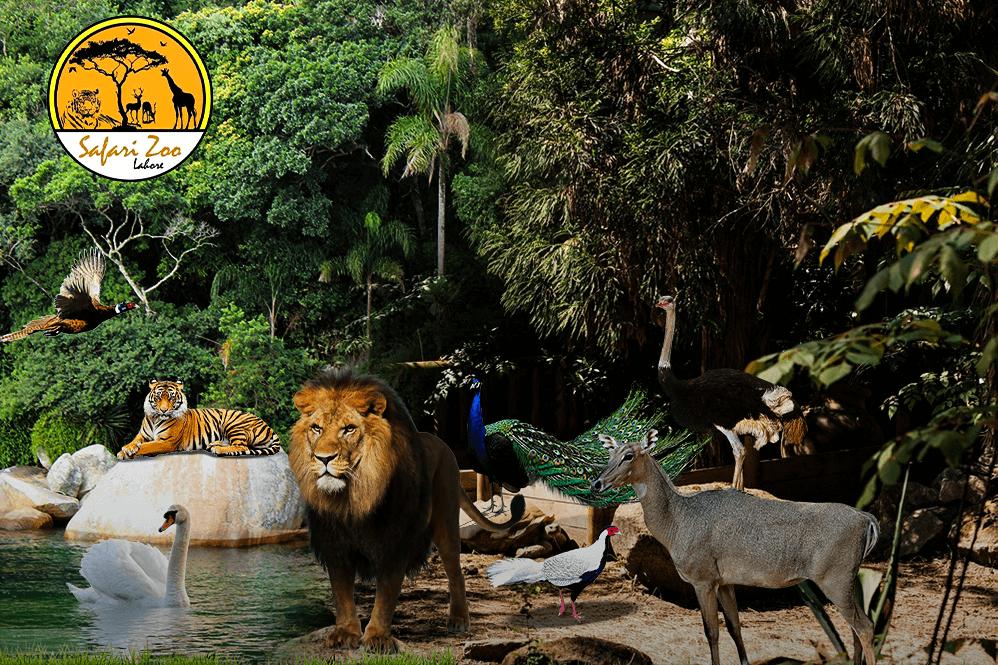 Lahore Safari zoo to be closed