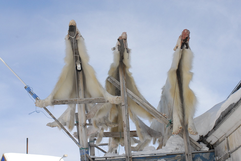 Scientists warned that the long-term health of Inuit hunters in eastern Greenland was under threat, due to so-called 