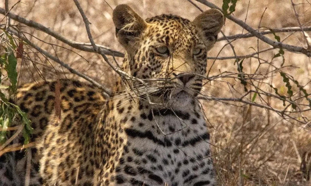 leopard attacks home, livestock in Haripur