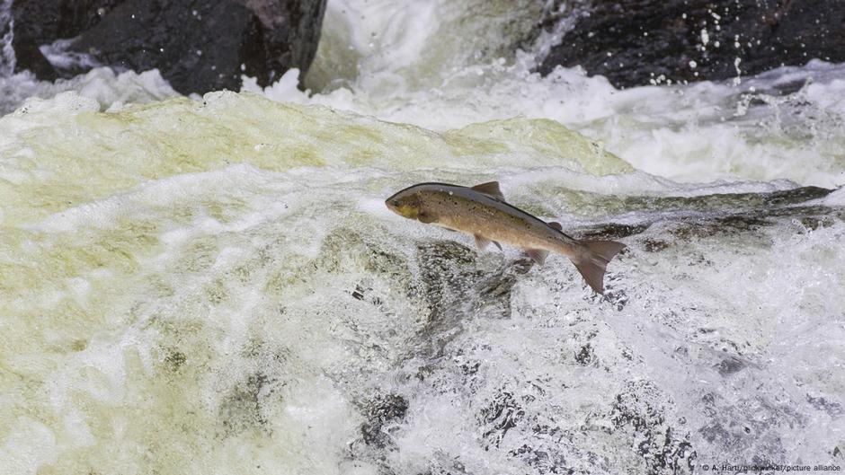 A common anti-anxiety drug, found to pollute the world's waterways, seems to be influencing the migration behaviour of wild Atlantic Salmon