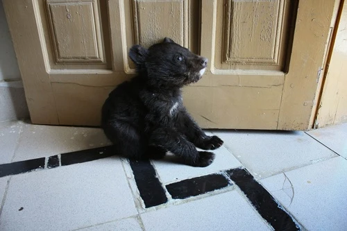 Bear cub