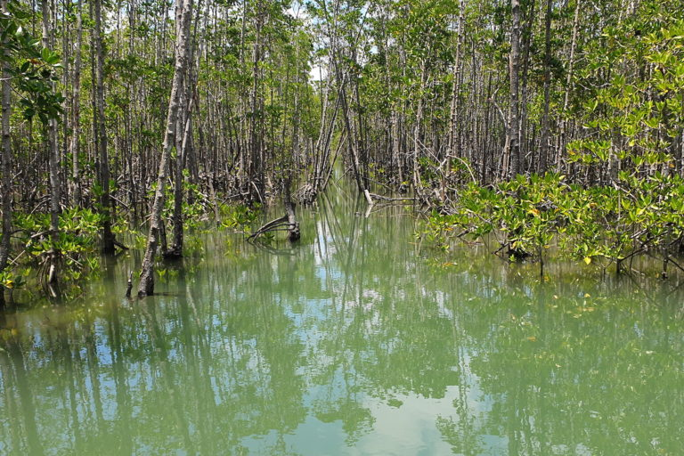 Through replanting efforts, a mangrove reserve grew from 4,200 hectares of mangroves in 2012 to now more than 4,800 hectares now.