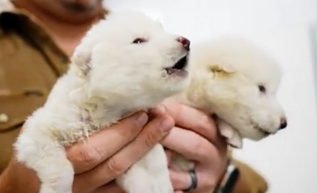 Colossal Biosciences made headlines by successfully bringing back the dire wolf, an animal that roamed North America over 12,500 years ago.