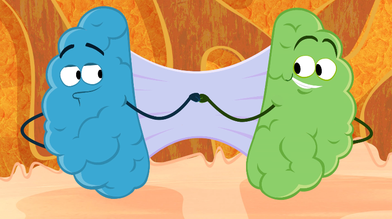 Many teachers and parents know neuroscience, the study of how the brain functions and develops, is important for children’s education.