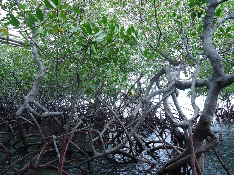 Pasijah, a 55-year-old housewife in Indonesia's Central Java province, wakes up every morning to plant mangroves.