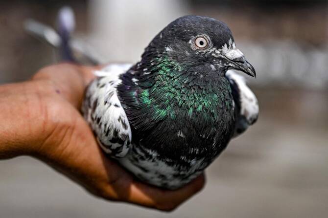 Pigeons India Pakistan
