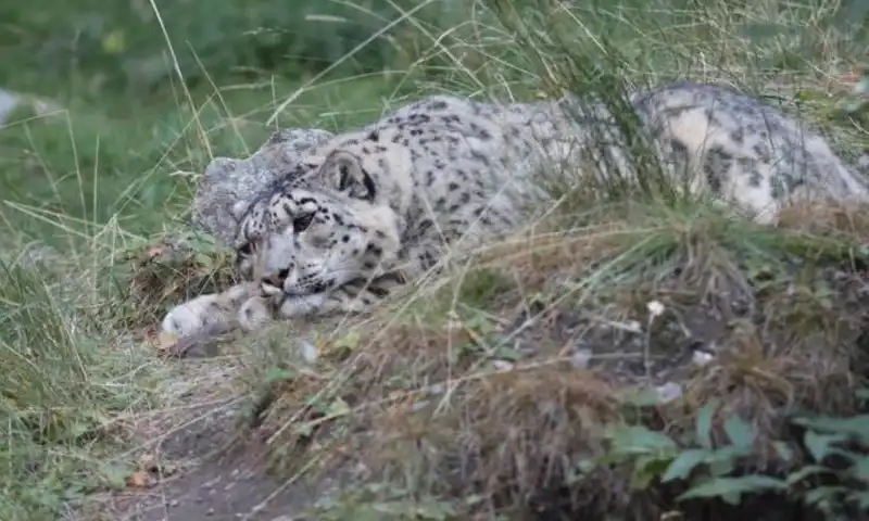 Snow leopard rescued in G-B