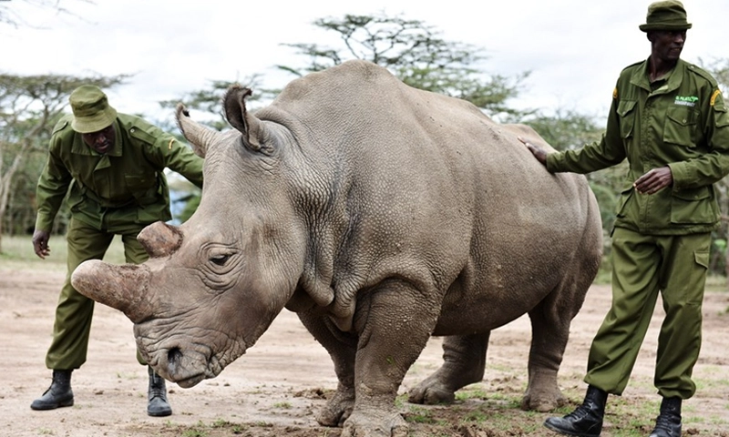 white rhinos