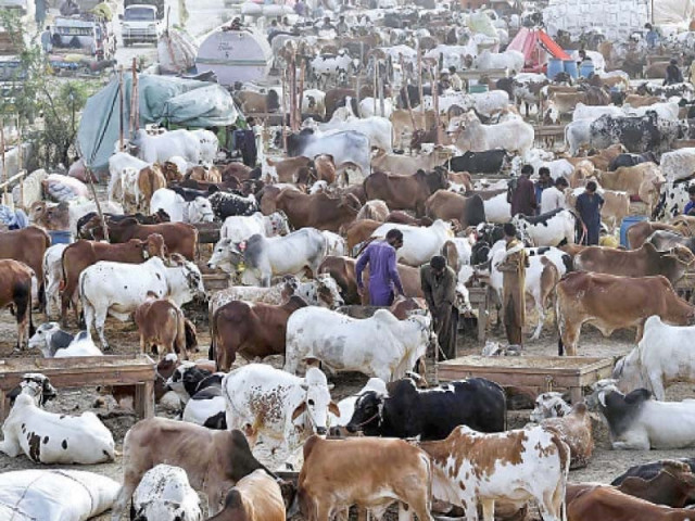 illegal cattle markets