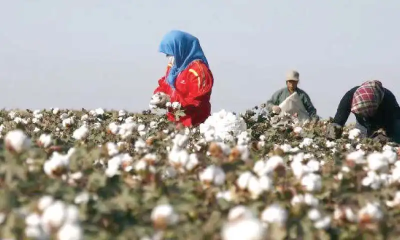 cotton field pakistan