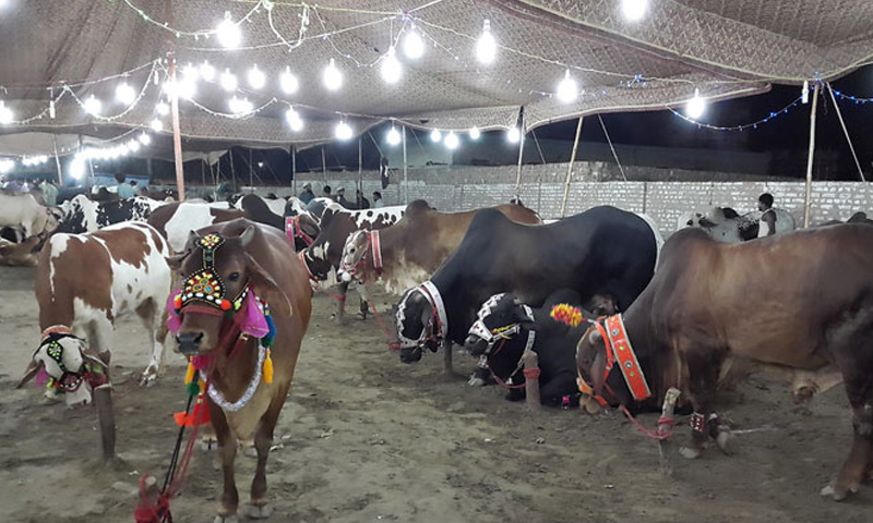 Eid ul Adha cattle markets in Islamabad