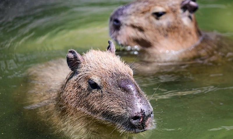 Capybara
