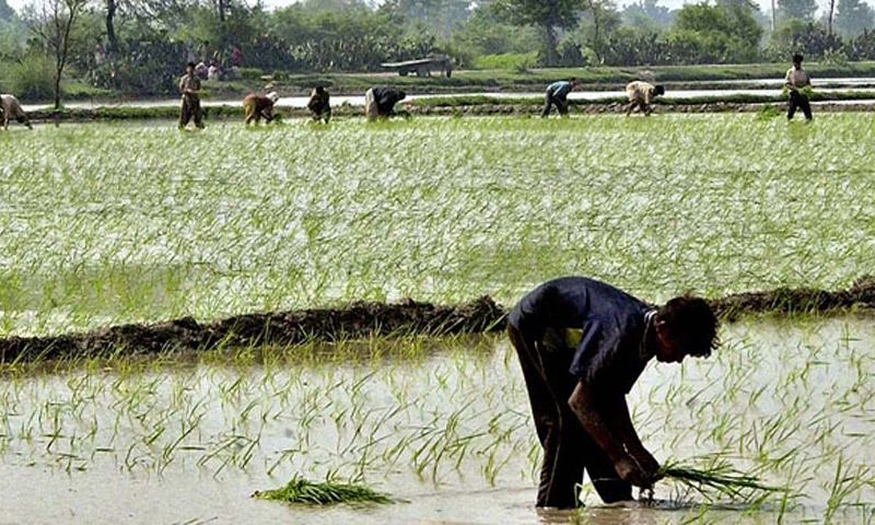 'Pakistan’s plan to sharply increase growth faces headwinds'