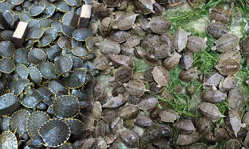 trafficked baby turtles