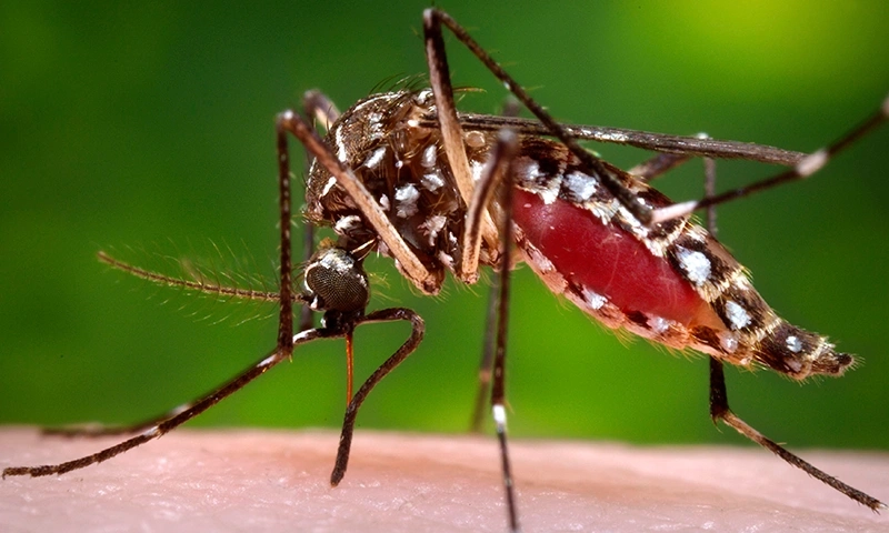 dengue cases