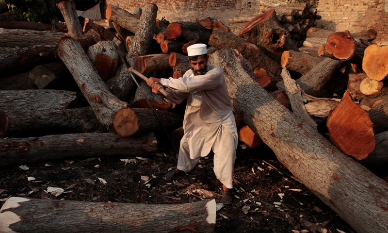 Illegal forest cutting in KP: Latest scandal involves 1.7m cubic meters of wood