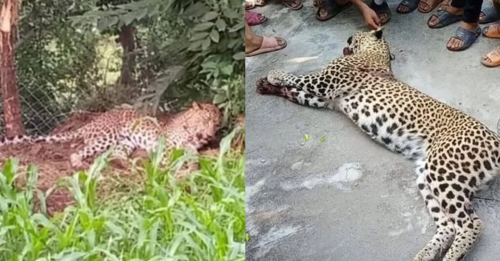 Pakistan army's sniper team kills leopard that killed an 8 year old girl in AJK