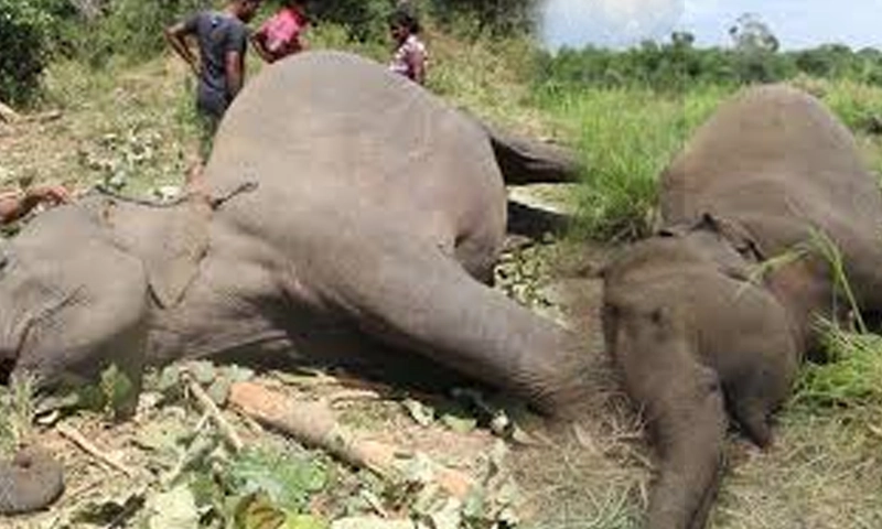 Three elephants killed in Sri Lankan