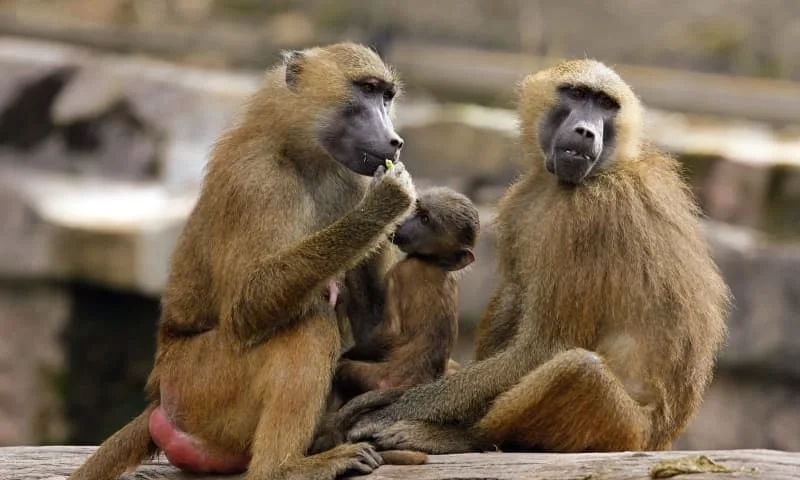 Protesters break into German zoo which culled 12 baboons
