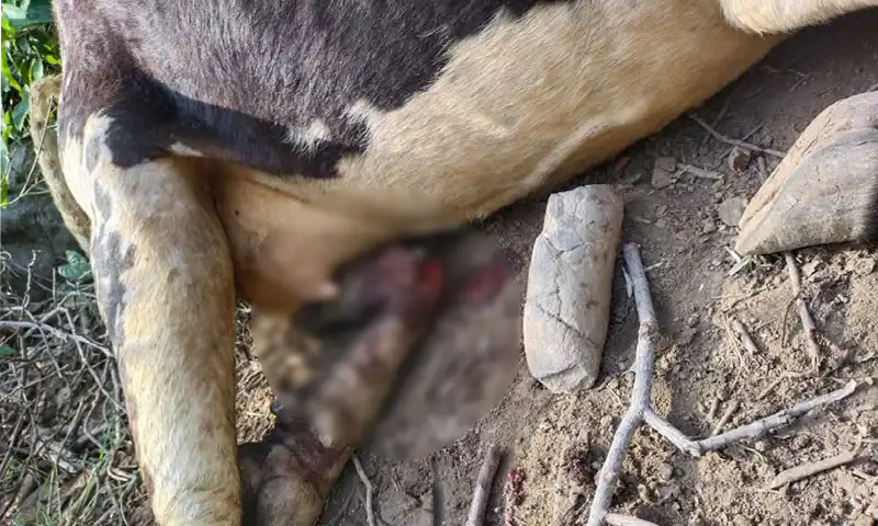 cow beaten to death in Khanpur