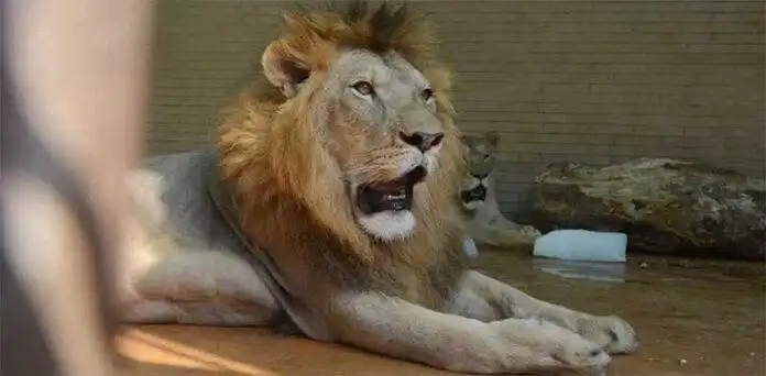 lion seized from Rawalpindi road