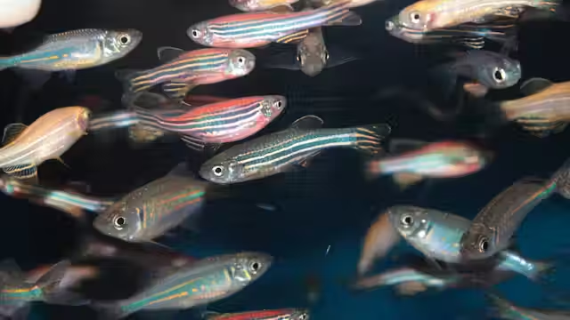 Scientists have detected pesticides in rivers, lakes and oceans worldwide. So what are these pesticides doing to the fish?