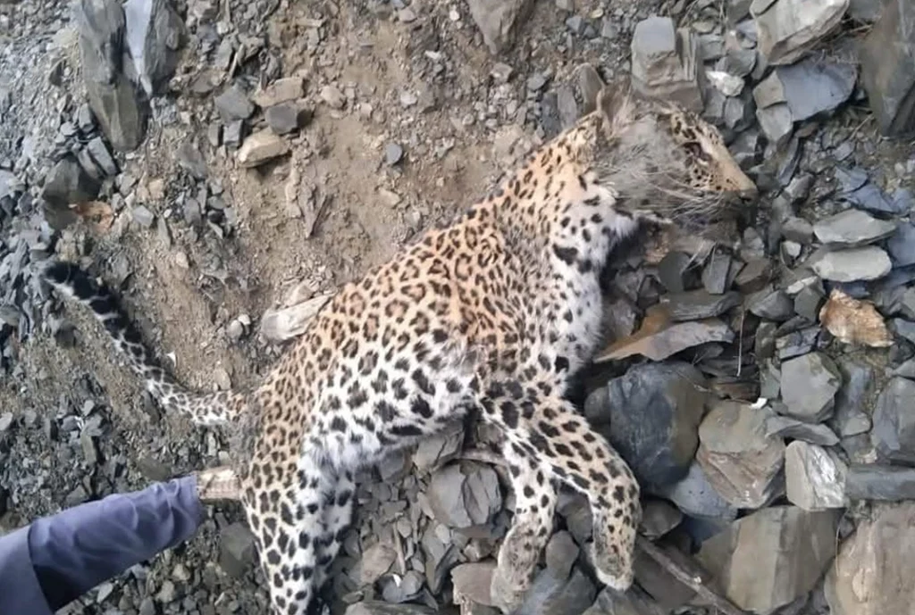 leopard found dead