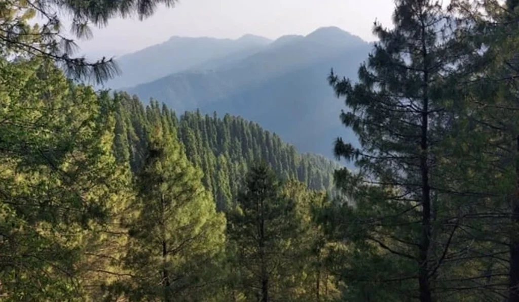 Hazara’s Guzara forests