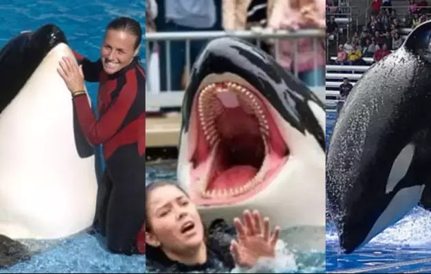 Jessica Radcliffe orca killer whale