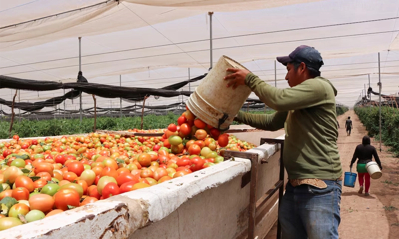 Mexico sets minimum export prices as Trump tariffs hit fresh tomatoes too