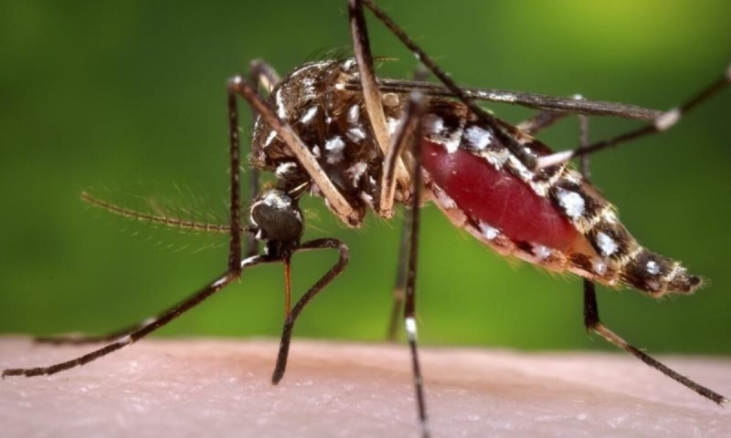 Climate change: Mosquito-borne diseases a new normal in Europe