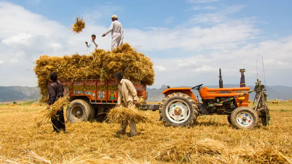 Wheat prices in Pakistan